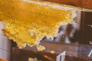 Textured close-up of honeycomb glistening with fresh honey in natural light.