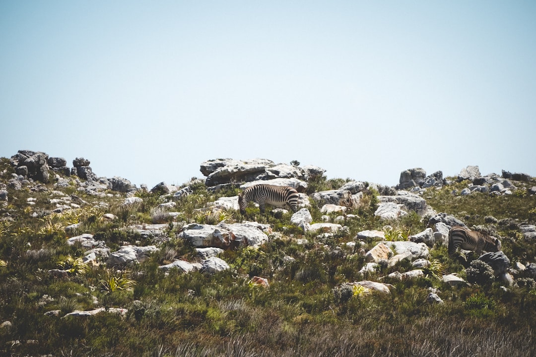 Hill photo spot Cape Point Boulders Beach