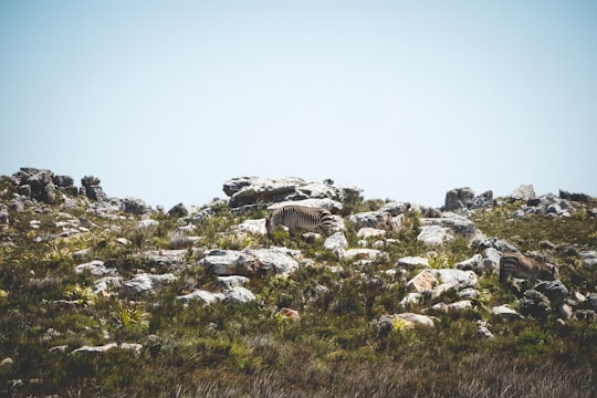 two zebras surrounded bu grass in Cape Point South Africa