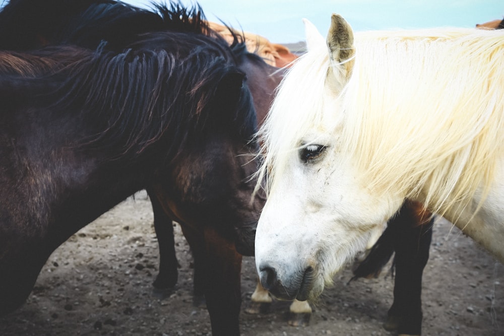 black and white horses gathering