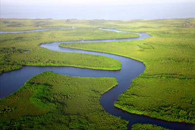 A creek winding through the mangroves, from the air — The Gambia