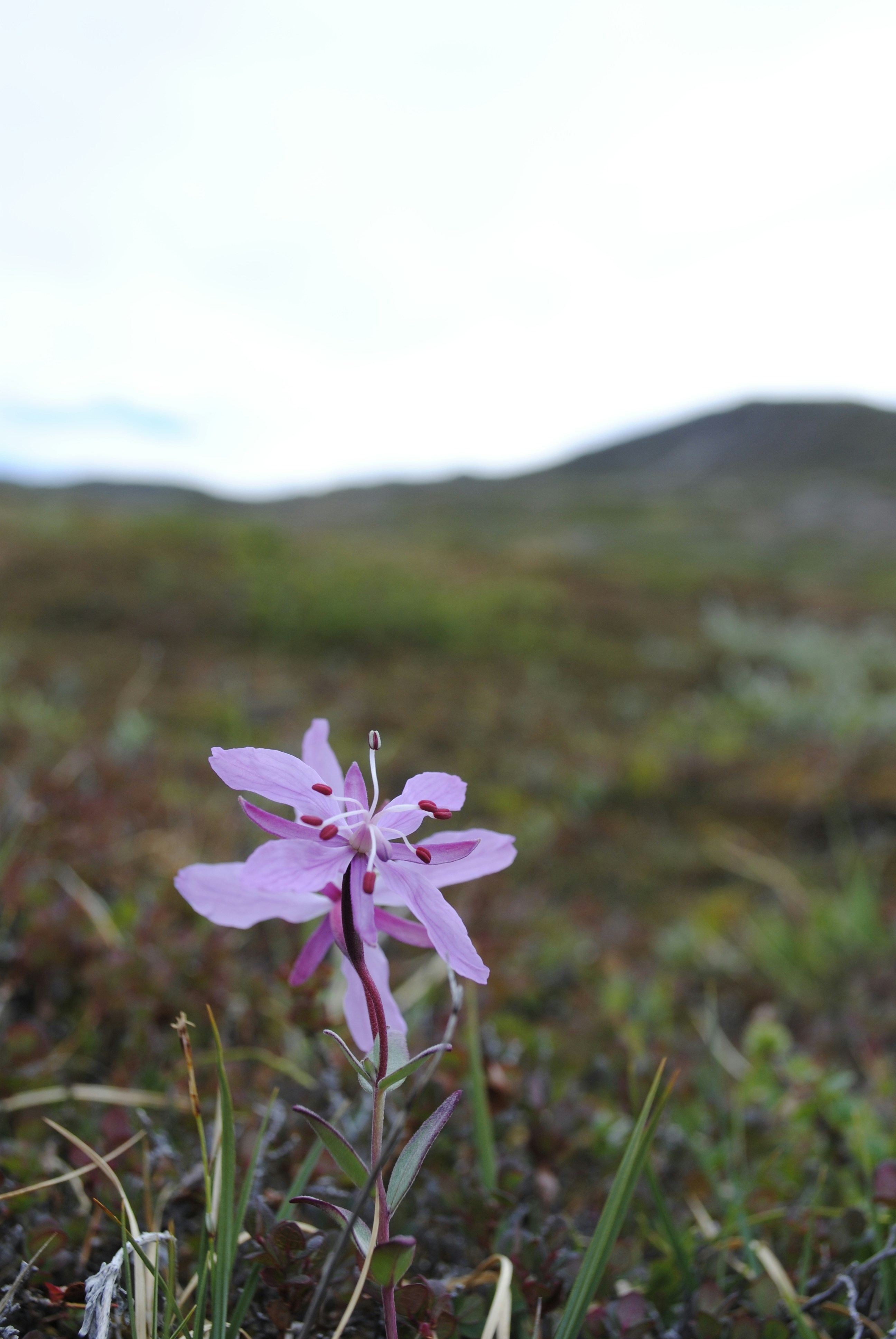 Free Unsplash photo from Annie Evankow