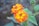 Bright orange and yellow cluster of lantana flowers is surrounded by green leaves. The background is blurred, giving the image a soft focus that highlights the vibrancy of the flowers.