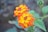 Bright orange and yellow cluster of lantana flowers is surrounded by green leaves. The background is blurred, giving the image a soft focus that highlights the vibrancy of the flowers.