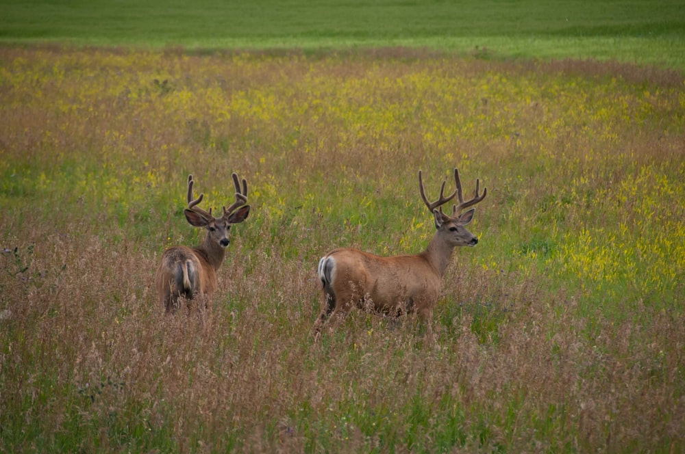 two brown stag in grass field