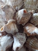 A close-up view of a cluster of seashells with intricate patterns and textures. The shells are primarily in shades of white and brown, showcasing natural variations in color and structure.