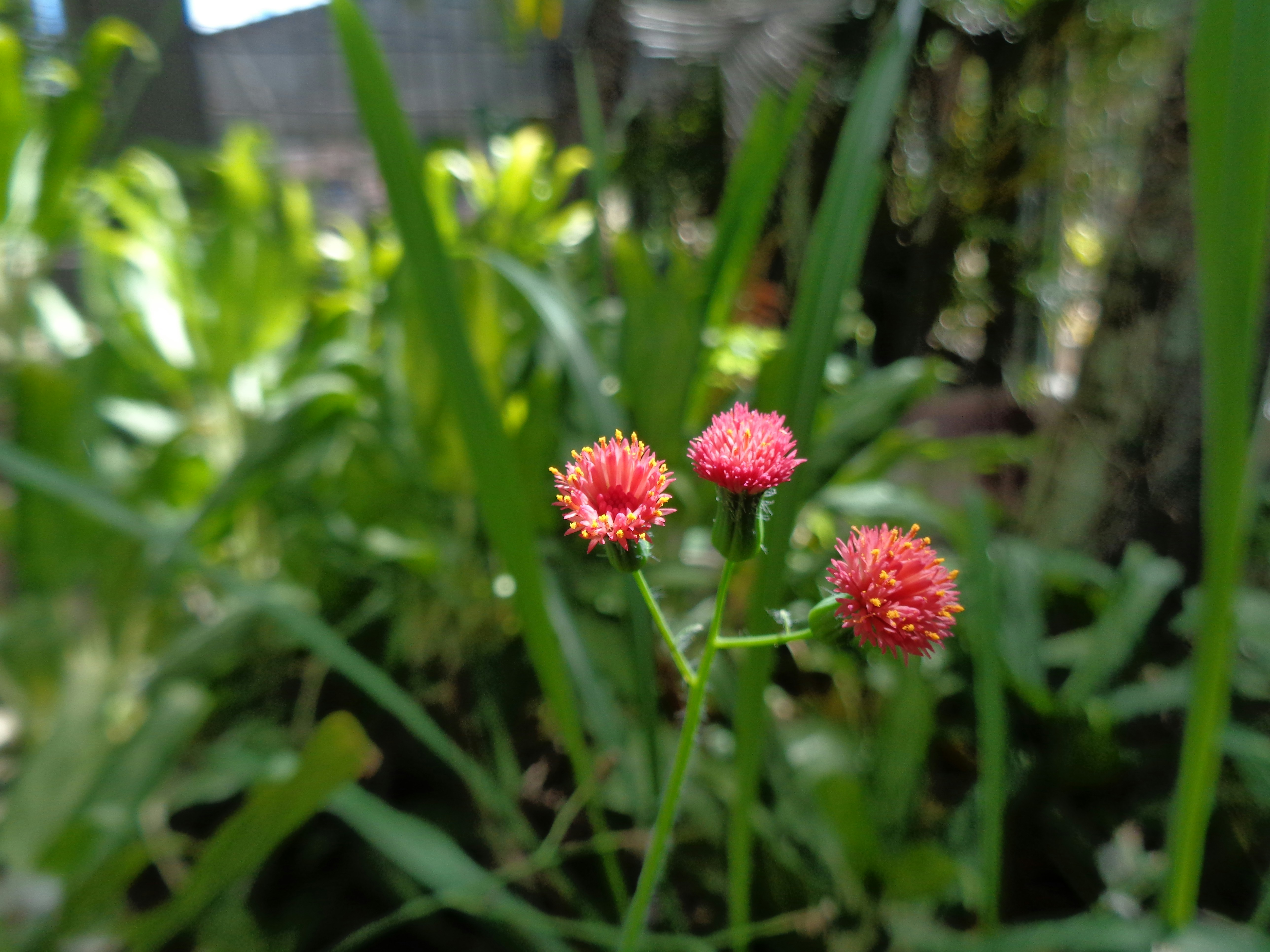 Free Unsplash photo from Franklin Josué Méndez Bueso