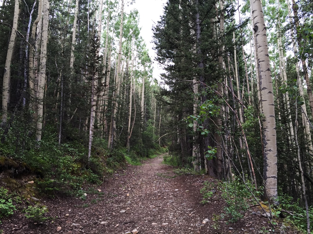 photo of Ophir Forest near Electra Lake
