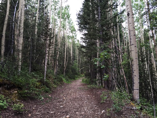 photo of Ophir Forest near Silver Jack Reservoir