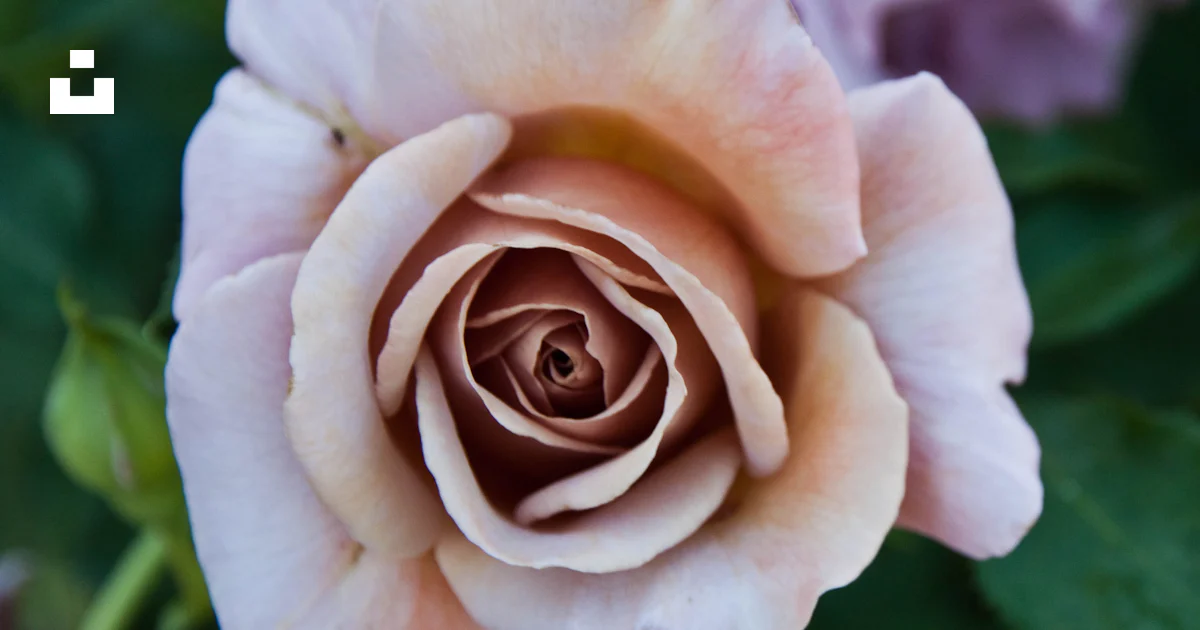 Rosa rosa en flor durante el día foto – Imagen de Flor gratuita en Unsplash