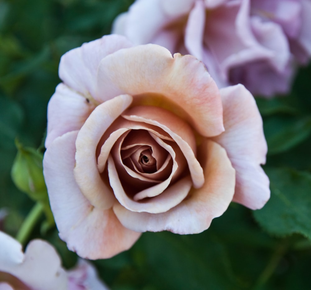 Rosa rosa in fiore durante il giorno