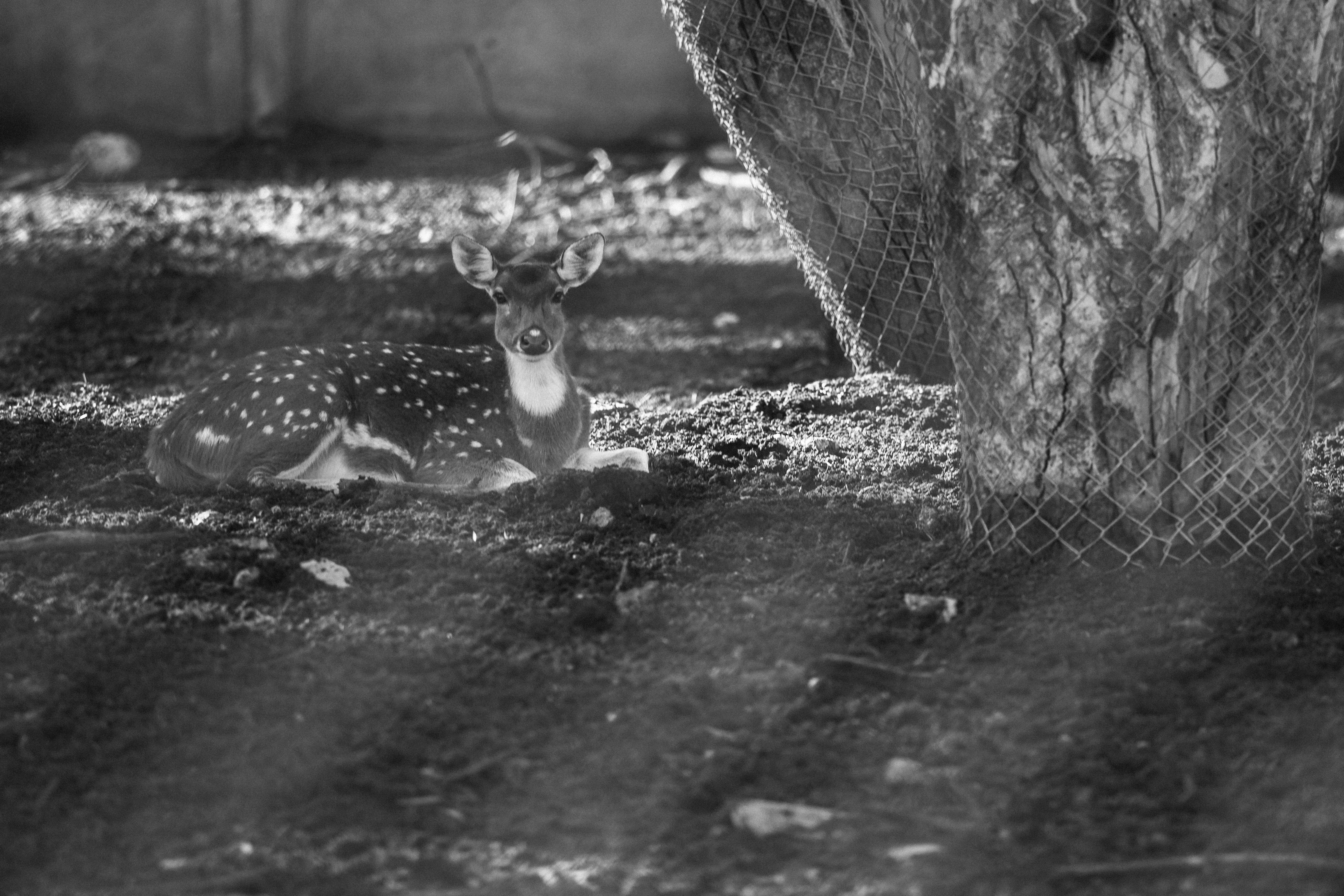 Free Unsplash photo from Ron Azbel