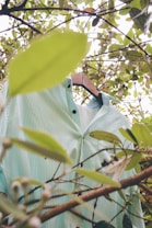 A green striped shirt hangs on a wooden hanger amidst branches with leaves surrounding it. The view is slightly obscured by the foliage, creating a natural, serene setting.