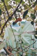 A striped shirt in shades of green and blue hangs on a wooden hanger among dense green foliage. The branches and leaves partially obscure the shirt, creating a blend of fabric and nature.