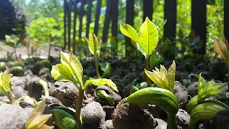 Bright green seedlings sprout among small rocks, with sunlight illuminating their fresh leaves. A wooden fence runs diagonally in the background, and the overall setting suggests an outdoor garden.