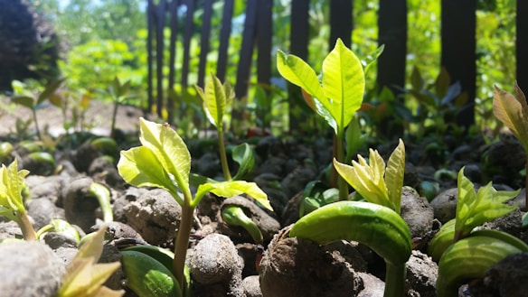 Bright green seedlings sprout among small rocks, with sunlight illuminating their fresh leaves. A wooden fence runs diagonally in the background, and the overall setting suggests an outdoor garden.