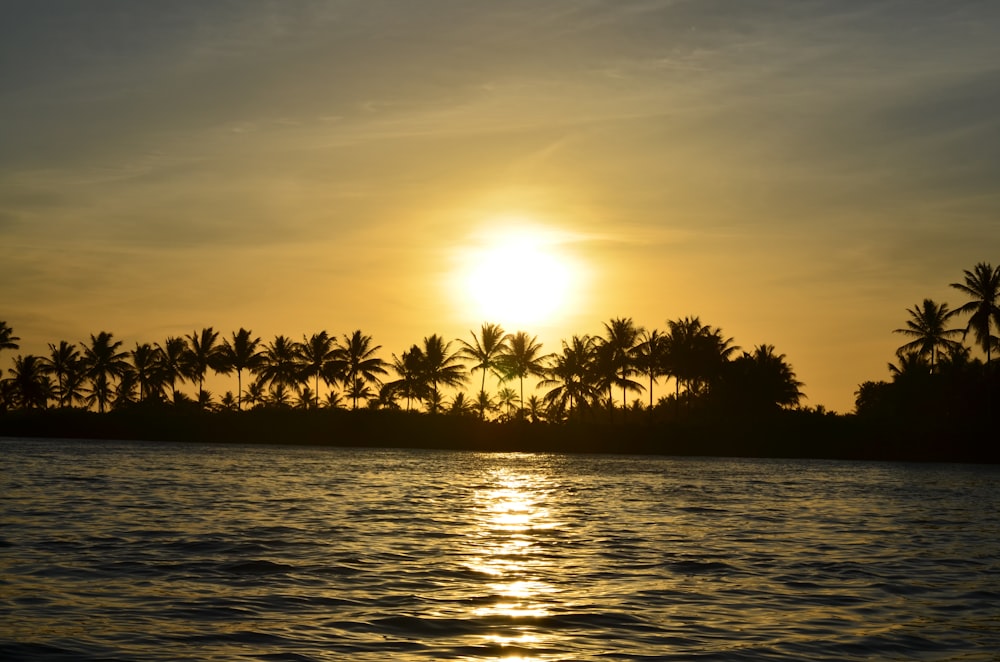 coconut tree near body of water