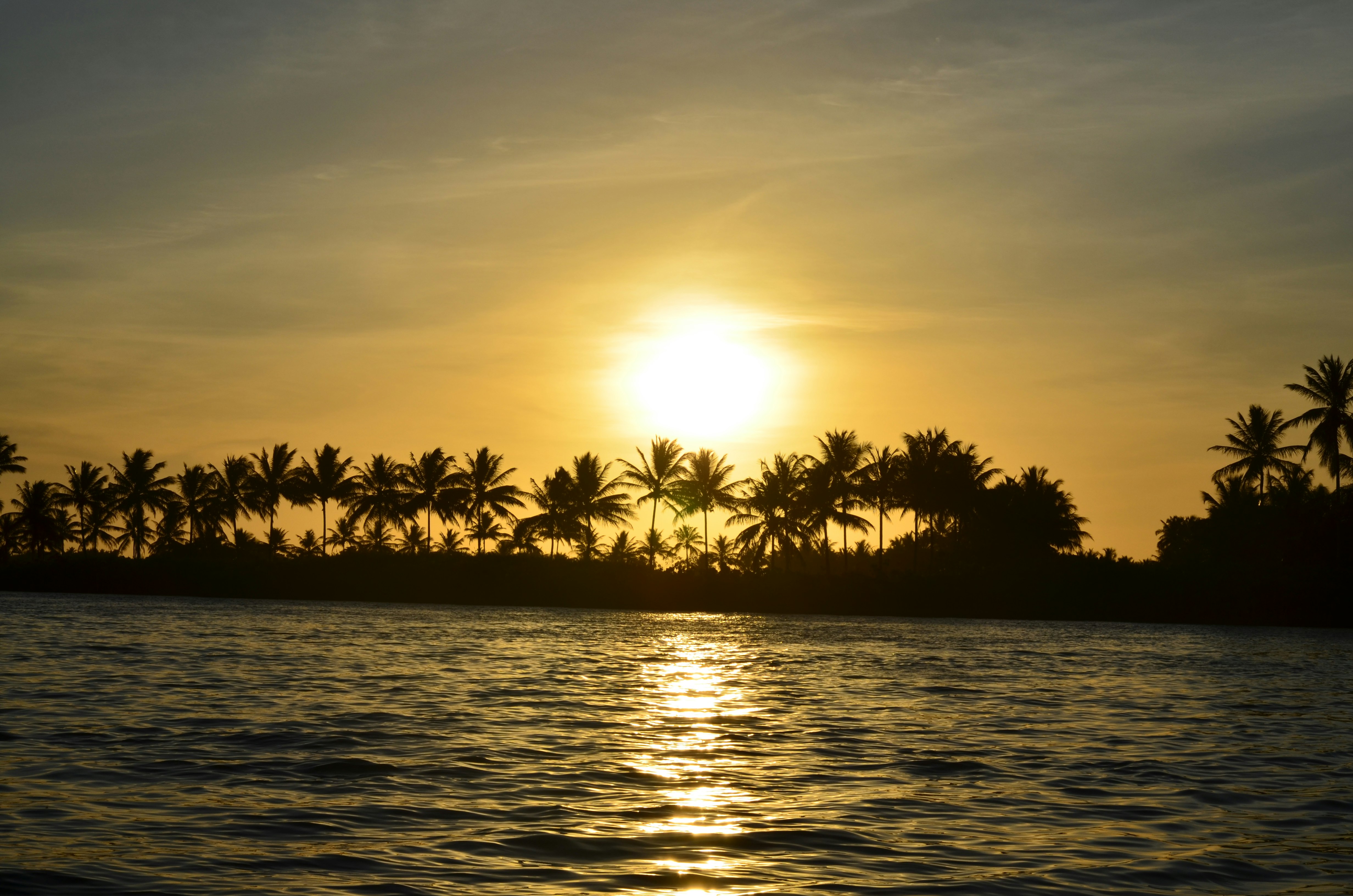 coconut tree near body of water