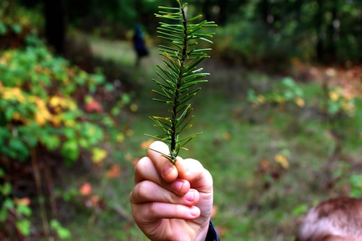 A close-up of hands holding a small evergreen tree seedling against a backdrop of Idaho wilderness.