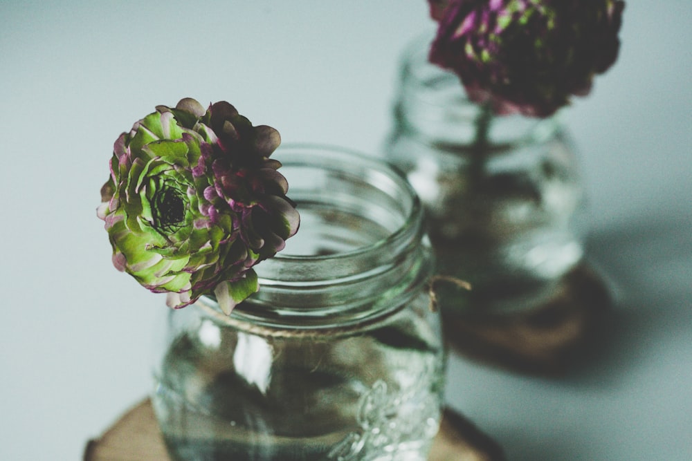 selective focus photography of two green-and-purple flowers in glass jars