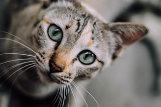 shallow focus photography of gray kitten