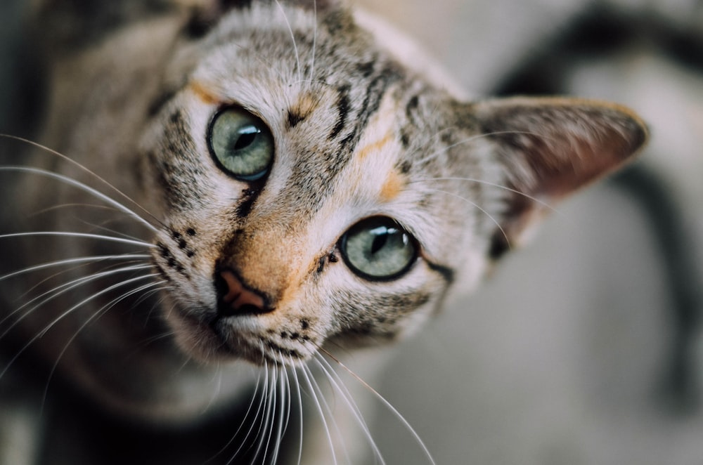 灰色の子猫の浅い焦点写真