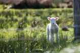 white sheep near the brown board