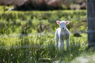 white sheep near the brown board