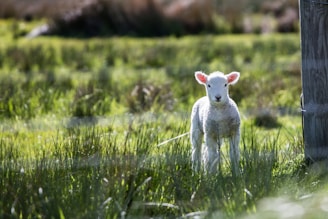 white sheep near the brown board