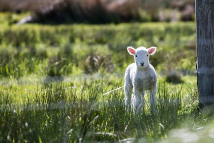 white sheep near the brown board