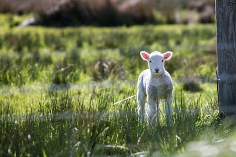 white sheep near the brown board