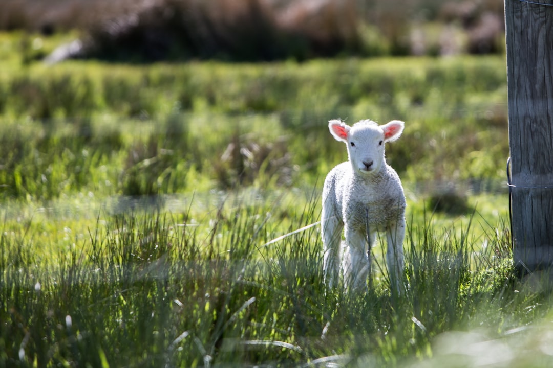 Corn poppy with lamb