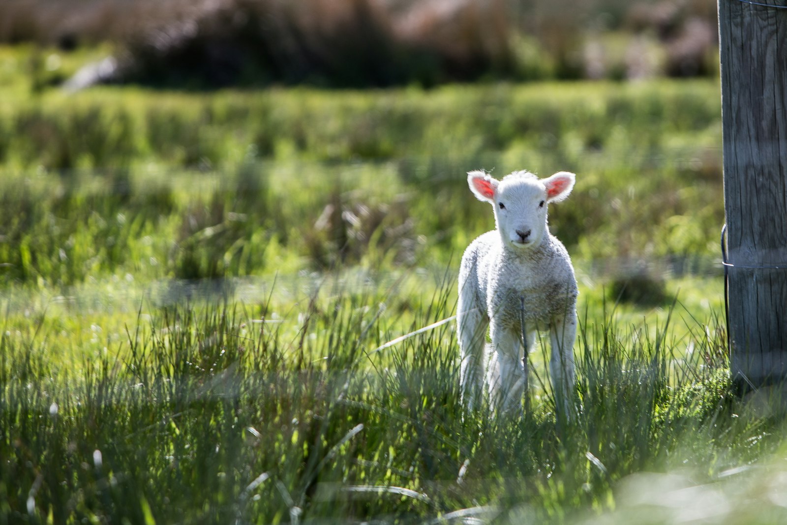 Canon EOS 6D + Canon EF 70-200mm F2.8L IS USM sample photo. White sheep near the photography