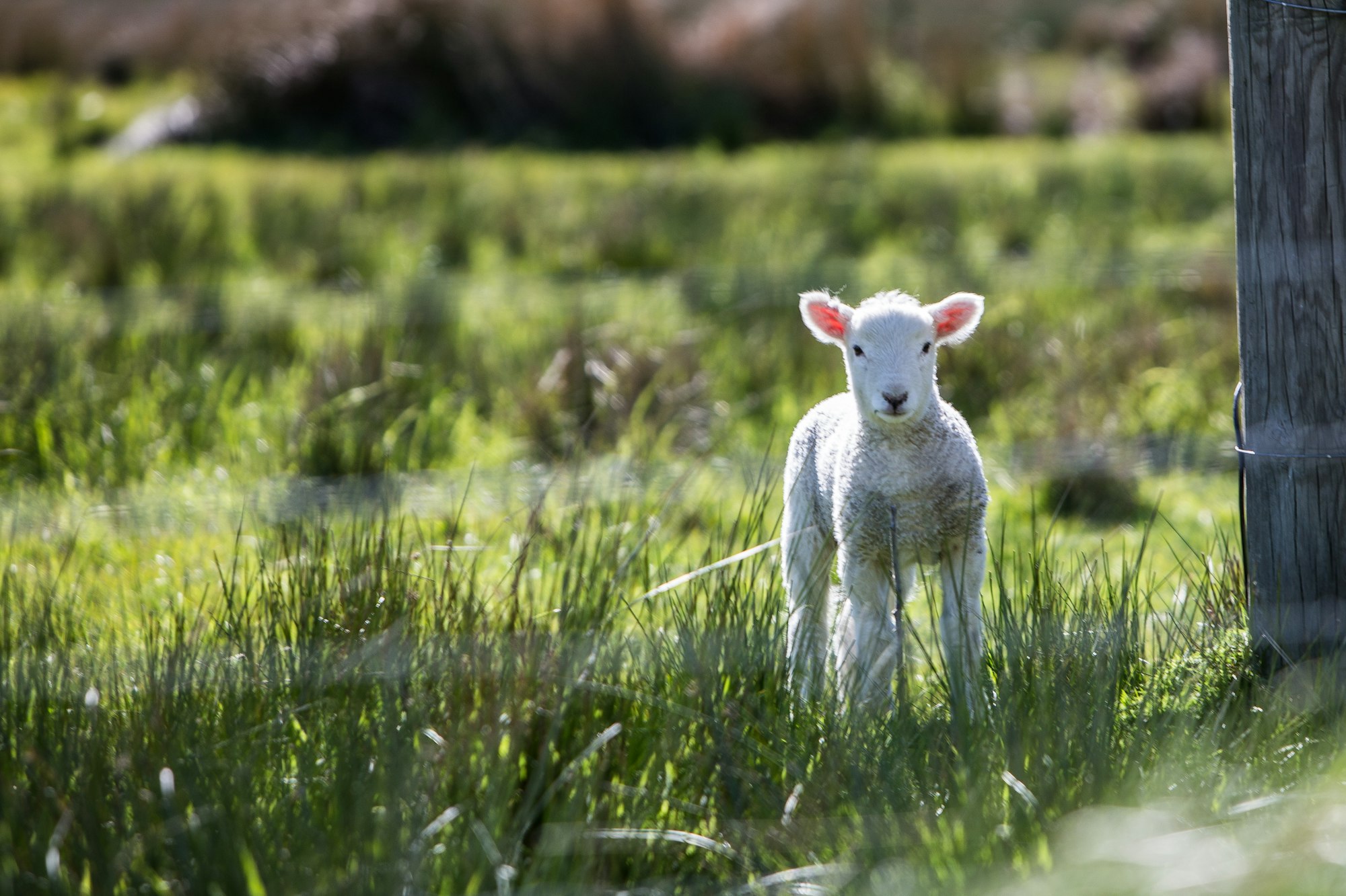 Review: The Lamb, Rainton