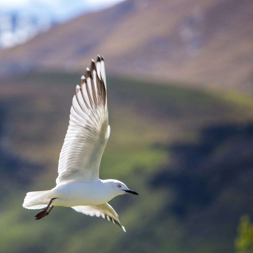 Flachfokusfotografie eines weißen Vogels, der am Himmel fliegt
