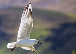 shallow focus photography of white bird flying in the sky