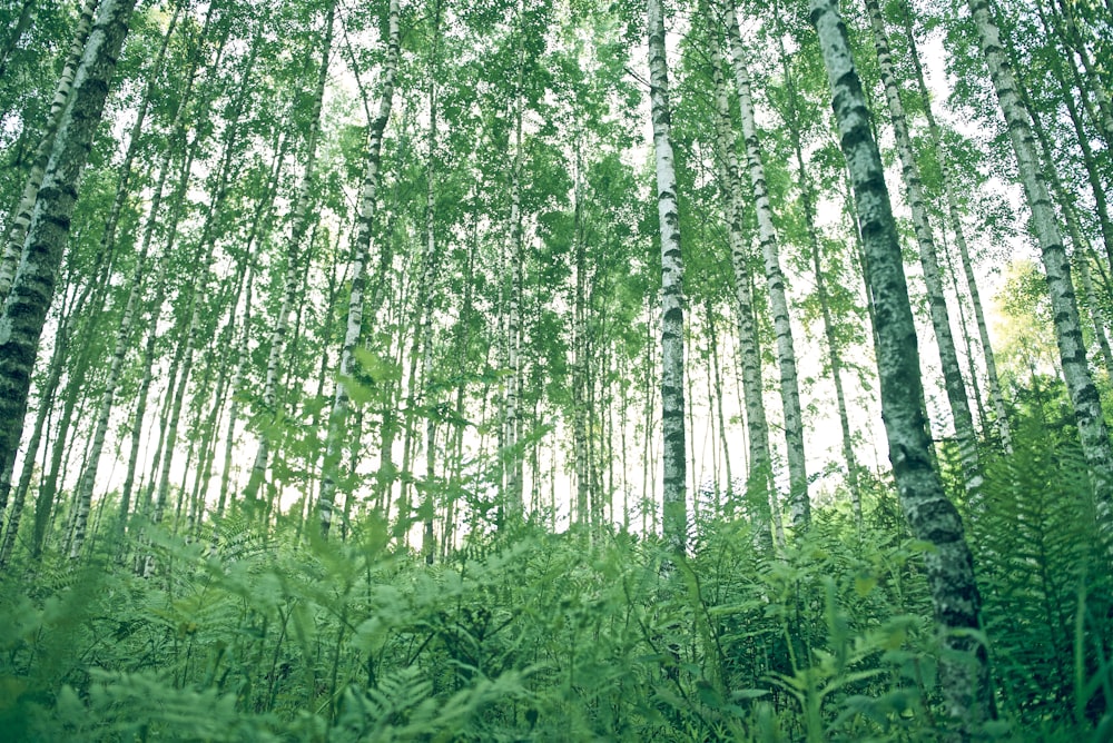 felci verdi sotto gli alberi durante il giorno