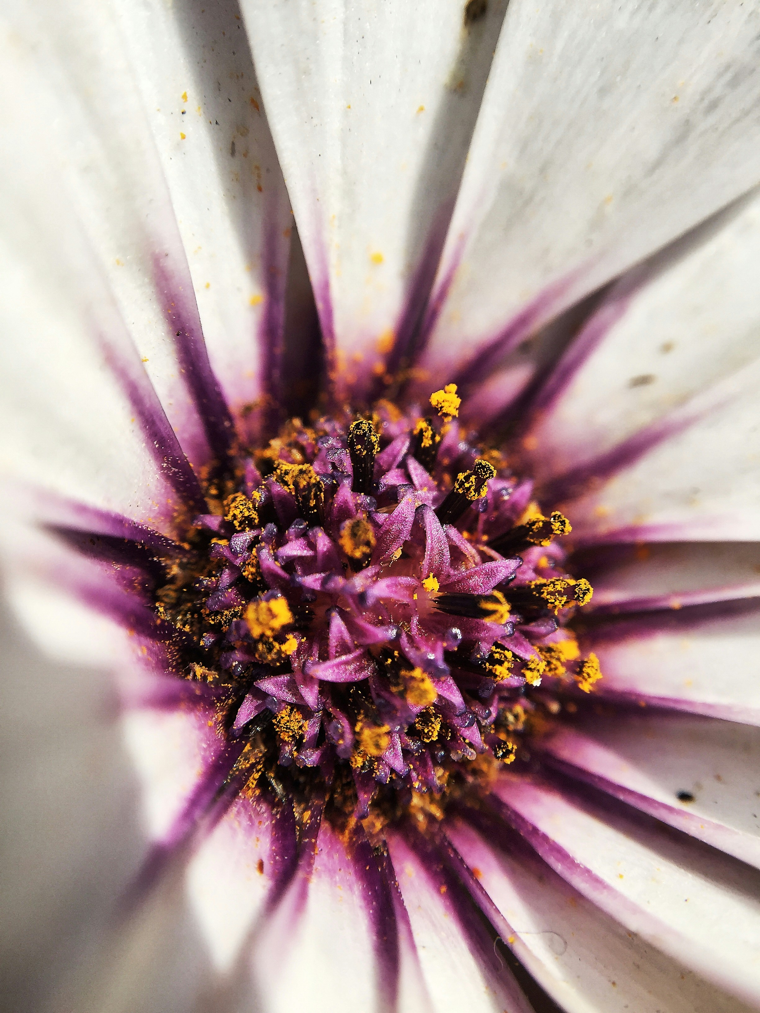 Free Unsplash photo from Dafne Aranda