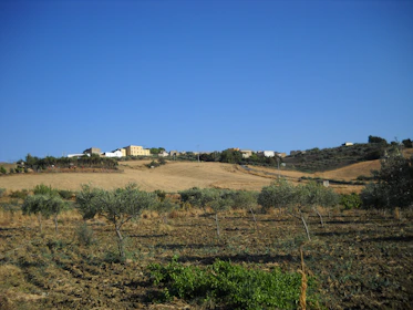 Agricultural expert advising a farmer in an olive grove with saplings in the background.