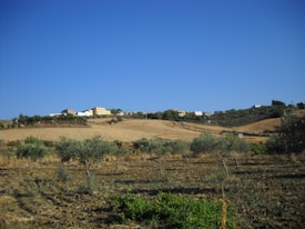A rural landscape features an expansive field with rows of young olive trees. In the background, a cluster of small houses sits atop a hillside, beneath a clear blue sky. The terrain is dry and brown, typical of a countryside setting.