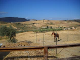 Peaceful oak forest surrounding the grazing fields at Masia Sidera.