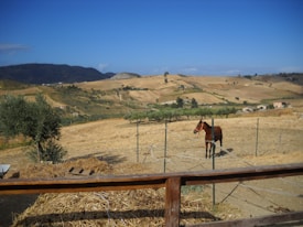 A peaceful rural landscape with gently rolling hills covered in dry grass and an olive tree. A horse stands in a fenced area on the right, with distant farm buildings scattered across the background under a clear blue sky.