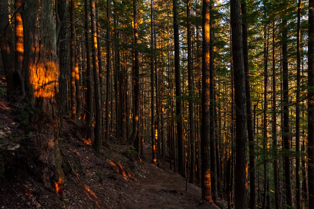 Forest photo spot Rattlesnake Lake Mount Rainier National Park, Narada Falls