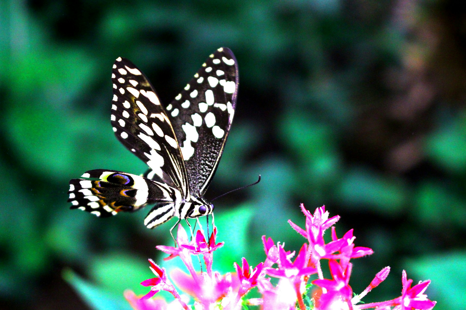 Free Unsplash photo from Jaime Handley