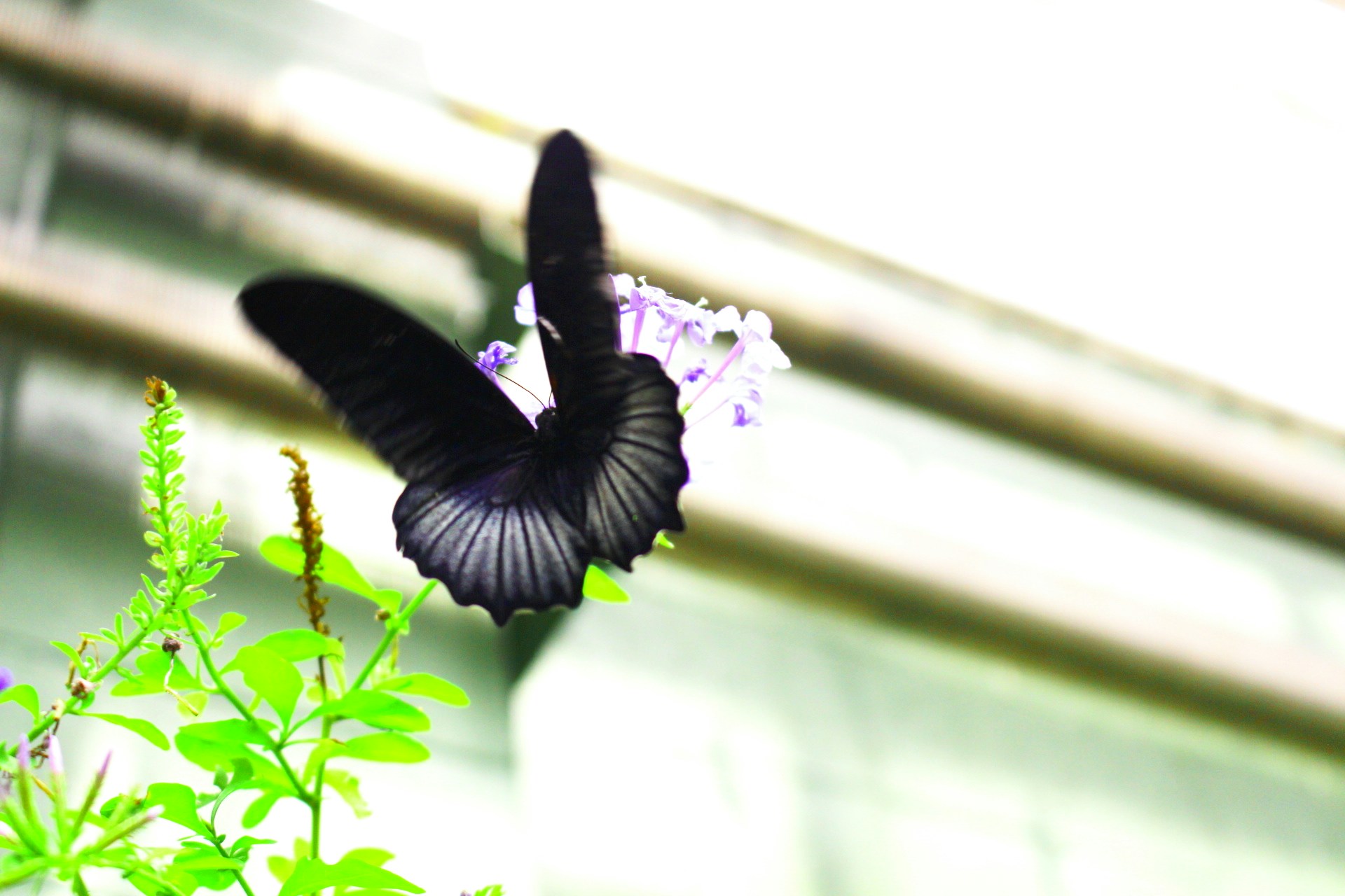 Free Unsplash photo from Jaime Handley