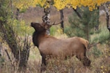 Close-up of a majestic elk standing tall amid autumn-colored trees.