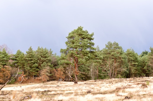 An abandoned field transforming into a green, thriving pine forest.