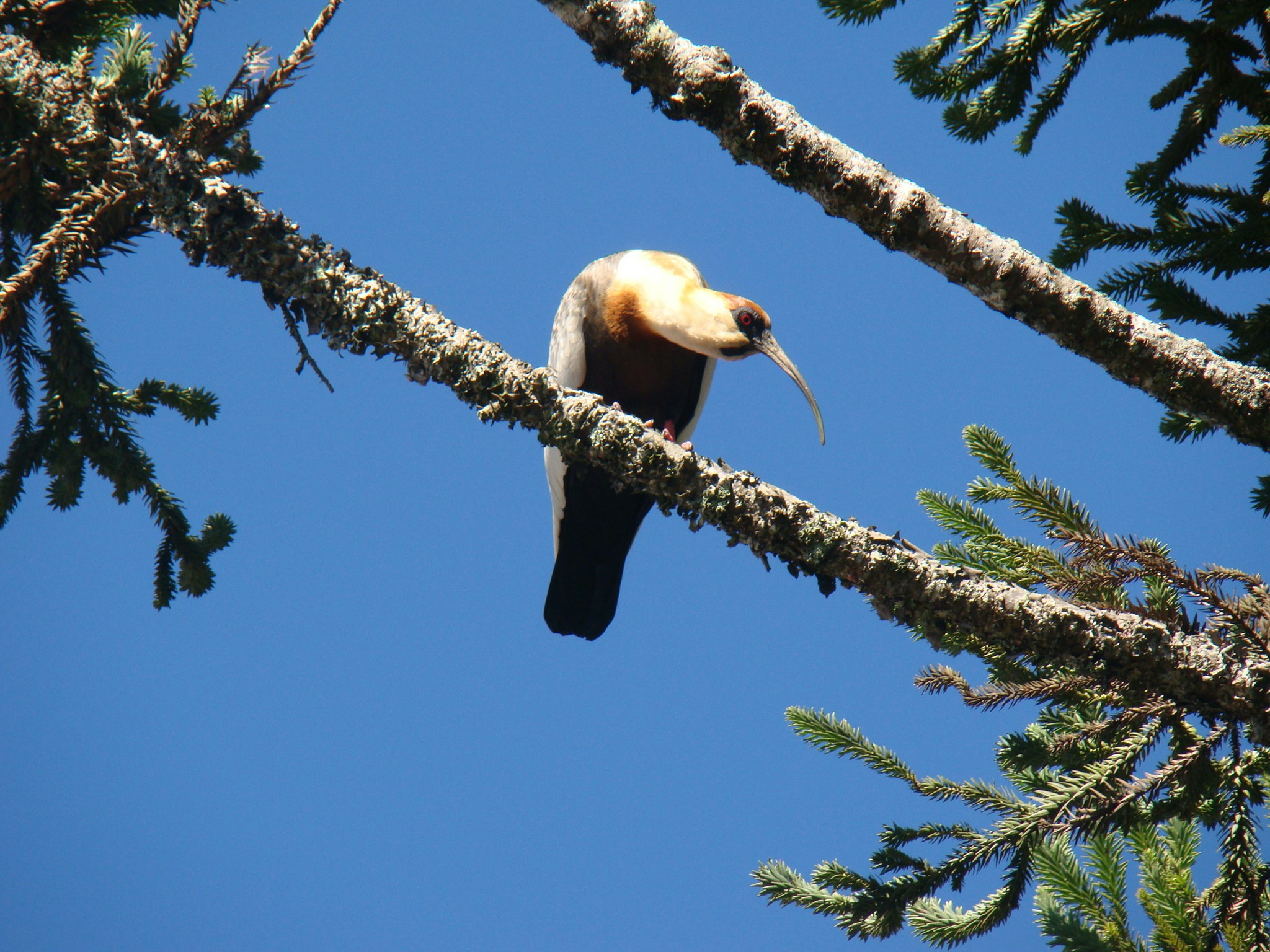 Free Unsplash photo from Henri  Schroeder