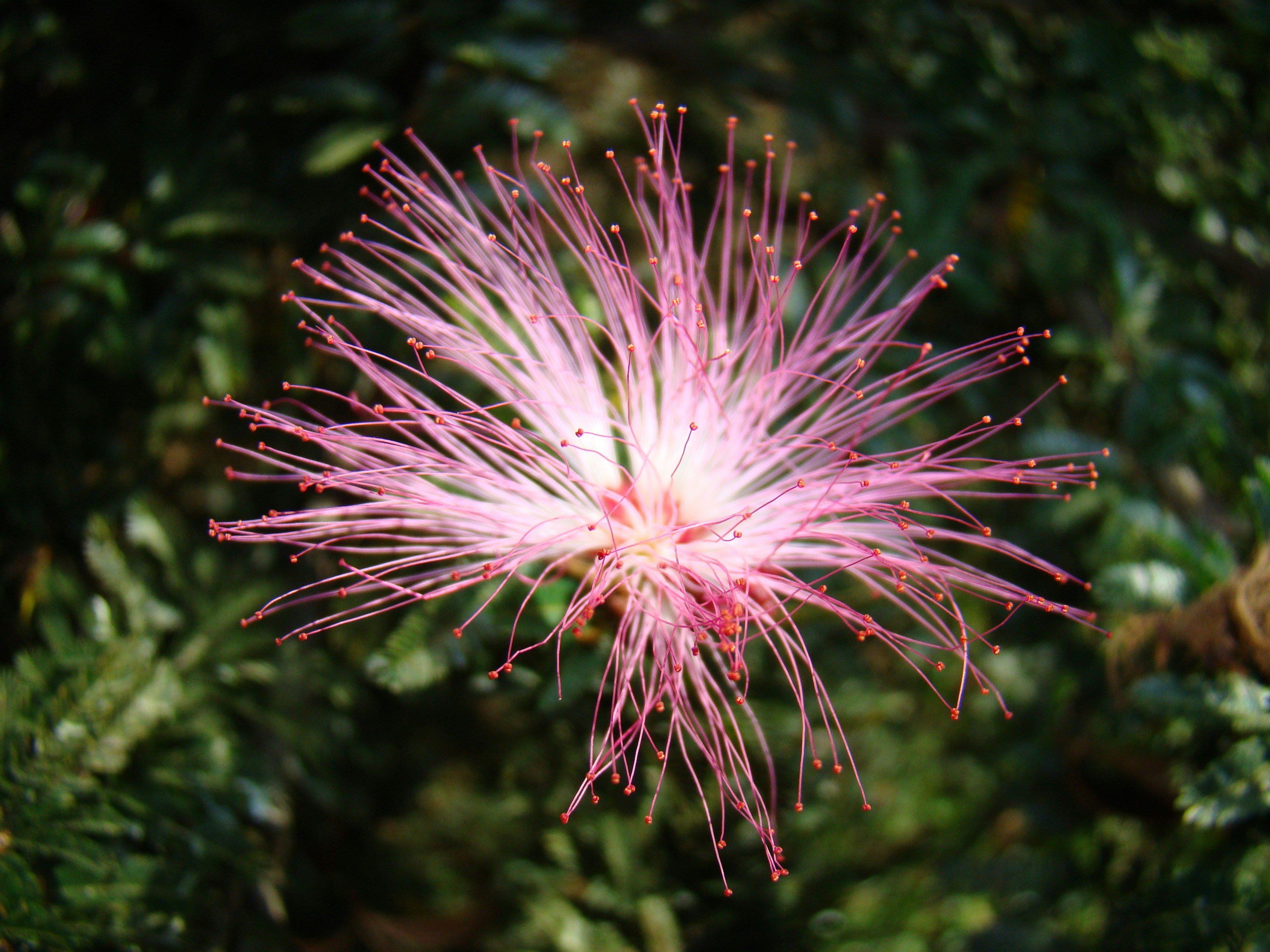 Free Unsplash photo from Henri  Schroeder