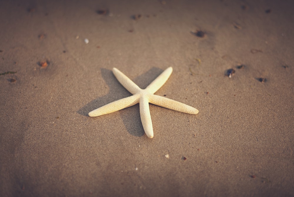 Estrella de mar en la arena